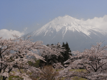 富士山と桜